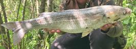 Matt Elmy, 8/01 thinlip,
new Club record, 2026