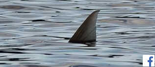 mulletonthefly_fb_2s.jpg (7961 bytes)